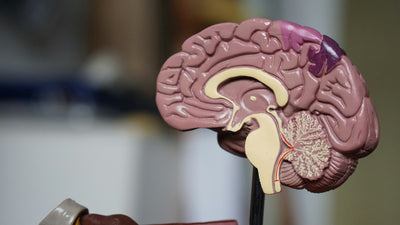 Creatina y cerebro: el nootrópico que ya tenías en el gimnasio